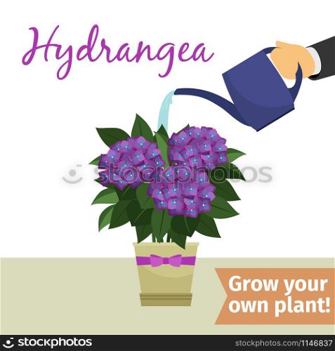 Hand with watering can pours hydrangea vector illustration for flower shop. hand watering hydrangea plant