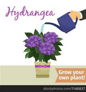Hand with watering can pours hydrangea vector illustration for flower shop. hand watering hydrangea plant