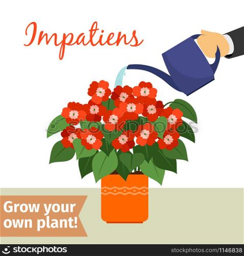 Hand with watering can pours impatiens vector illustration for flower shop. Hand watering impatiens plant