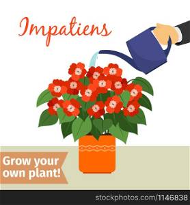 Hand with watering can pours impatiens vector illustration for flower shop. Hand watering impatiens plant