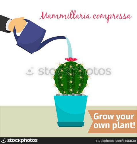 Hand with watering can pours mammillaria compressa vector illustration for flower shop. Hand watering mammillaria compressa plant