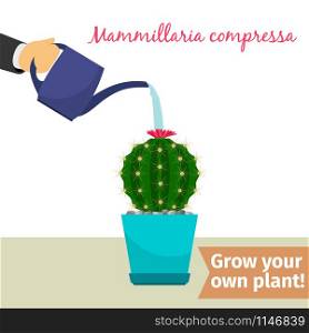 Hand with watering can pours mammillaria compressa vector illustration for flower shop. Hand watering mammillaria compressa plant