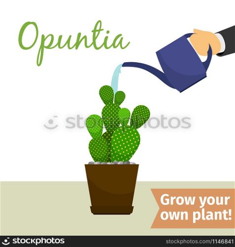 Hand with watering can pours opuntia vector illustration for flower shop. Hand watering opuntia plant