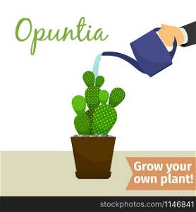 Hand with watering can pours opuntia vector illustration for flower shop. Hand watering opuntia plant
