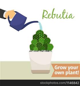 Hand with watering can pours rebutia vector illustration for flower shop. Hand watering rebutia plant