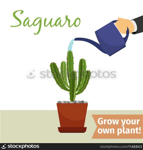 Hand with watering can pours saguaro vector illustration for flower shop. Hand watering saguaro plant