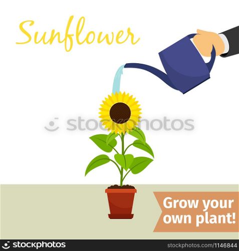 Hand with watering can pours sunflower vector illustration for flower shop. Hand watering sunflower plant