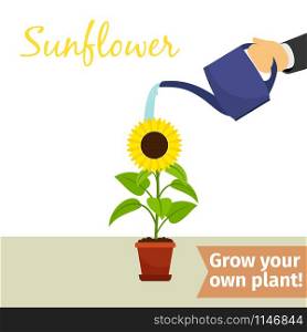 Hand with watering can pours sunflower vector illustration for flower shop. Hand watering sunflower plant