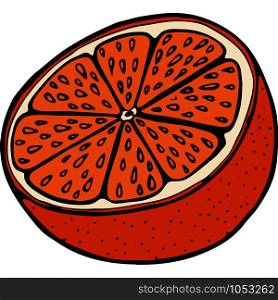 Handdrawn illustration with fruit orange, vector illustration. Fruit illustration