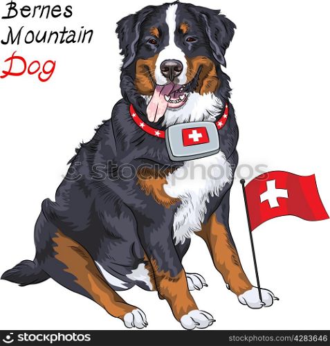 Happy Bernese mountain dog with a first aid kit and Swiss flag