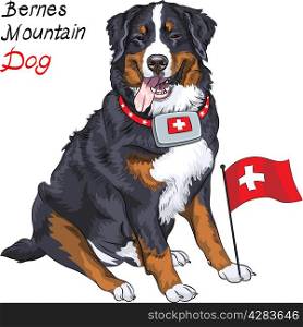 Happy Bernese mountain dog with a first aid kit and Swiss flag