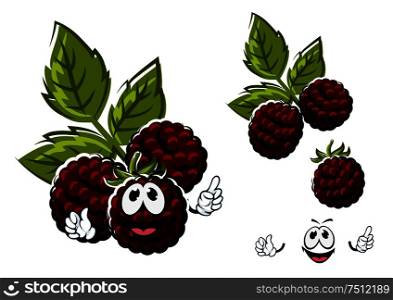 Happy blackberry fruits branch with reddish black berries and carved green leaves isolated on white. Cartoon blackberry berries fruits with leaves