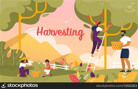 Happy Family Harvesting in Garden. Mother, Father, Daughter and Son Picking Up Ripe Apples and Berries Putting to Basket. Summer Time Activity, Spare Time, Gardening Cartoon Flat Vector Illustration. Happy Family Harvesting in Garden Banner, Summer