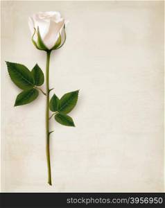 Happy Mother&rsquo;s Day background. Single white rose on an old paper background. Vector.