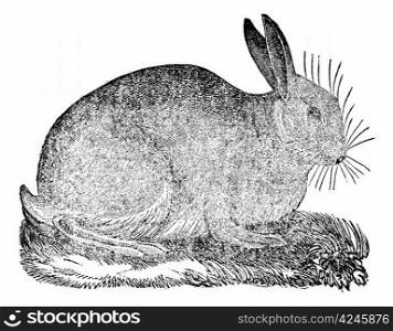 Hare, vintage engraved illustration. Magasin Pittoresque 1875