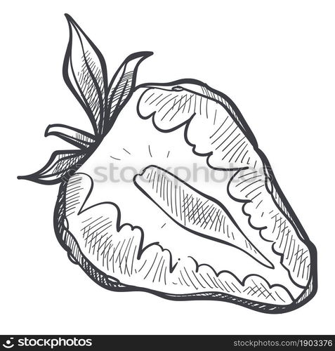 Harvested tasty strawberry berry with leaf. Isolated ingredient or dessert, nutrition and dieting, nourishment with useful food and fresh meals. Monochrome sketch outline. Vector in flat style. Strawberry berry cut in half, monochrome sketch