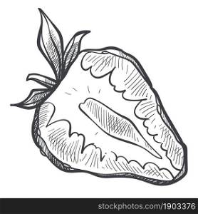 Harvested tasty strawberry berry with leaf. Isolated ingredient or dessert, nutrition and dieting, nourishment with useful food and fresh meals. Monochrome sketch outline. Vector in flat style. Strawberry berry cut in half, monochrome sketch