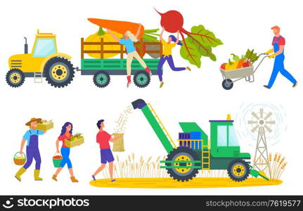 Harvester on wheat field vector, agricultural machinery and people. Beetroot and carrot loaded for transportation, man with carriage with pumpkins. People Harvesting Characters on Field Harvest