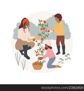 Harvesting isolated cartoon vector illustration Children picking tomato from a plant, family harvesting greens, seasonal outdoor work, home gardening, backyard garden harvest vector cartoon.. Harvesting isolated cartoon vector illustration