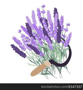 Harvesting lavender. Sickle with lavender. Vector flat illustration. Harvesting lavender. Sickle with lavender