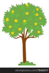 Harvesting season vector, isolated apple tree with yellow fruits. Foliage on branches, bushes on ground, summer or autumn. Natural production garden. Picking apples concept. Flat cartoon. Apple Tree with Yellow Fruits on Top Harvesting