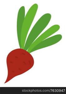 Harvesting vegetable, ripe beet with leaves, agricultural product. Harvest festival in Europe, seasonal food, card with vegetarian symbol, root. Vector illustration in flat cartoon style. Beet Harvesting Product, Vegetable or Root Vector