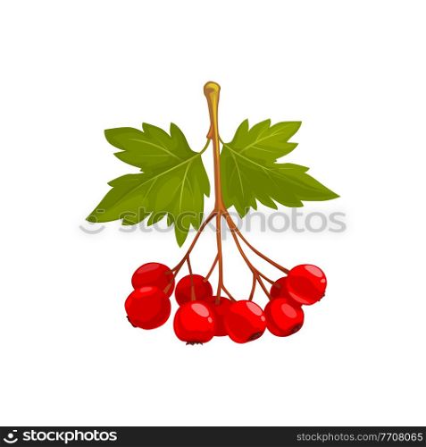 Hawthorn berries and leaves, autumn fruits harvest, fall and Thanksgiving season, vector isolated icon. Hawthorn tree branch with leaves and ripe berries harvest. Hawthorn berries and leaves, autumn fruits harvest