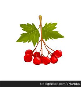 Hawthorn berries and leaves, autumn fruits harvest, fall and Thanksgiving season, vector isolated icon. Hawthorn tree branch with leaves and ripe berries harvest. Hawthorn berries and leaves, autumn fruits harvest