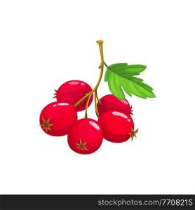 Hawthorn berries fruits, food from farm garden and wild forest isolated. Vector hawthorn berries with leaves, crataegus fruit, whitethorn branch. Thornapple, may-tree hawberry, red quickthorn. Crataegus hawthorn berries leaf isolate whitethorn