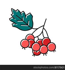 hawthorn berry color icon vector. hawthorn berry sign. isolated symbol illustration. hawthorn berry color icon vector illustration