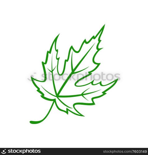 Hawthorn leaf isolated outline plant. Vector green may-tree quickthorn leafage, vibrant foliage. Quickthorn or hawthorn leaf isolated