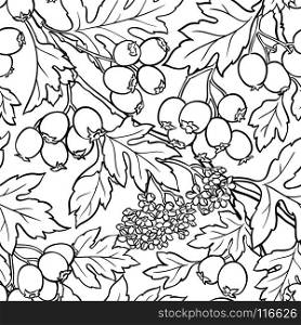 hawthorn seamless pattern. hawthorn branches seamless pattern on white background