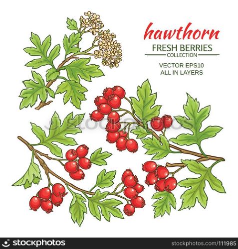 hawthorn vector set. hawthorn branches vector set on white background