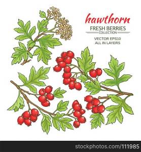 hawthorn vector set. hawthorn branches vector set on white background