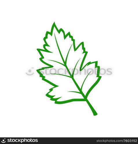 Hazel green leaf silhouette isolated. Vector botanical flora element, verdant teak leafage. Green hazel leaf isolated outline plant