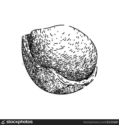 hazelnut nut hand drawn. fly fruit, shell hazel, vector filbert, food brown, flavor natural hazelnut nut vector sketch. isolated black illustration. hazelnut nut sketch hand drawn vector