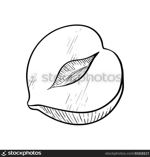 Hazelnut one kernel half simple icon in sketch style. Hatched nuts for packaging or labels