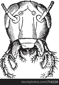 Head Cockroach front view, vintage engraved illustration. Natural History of Animals, 1880.