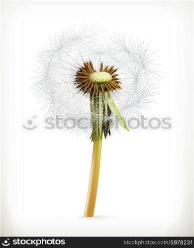 Head of dandelion, summer flowers, vector icon