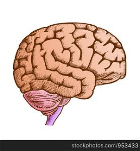 Head Organ Human Brain Side View Vintage Vector. Engraved Brain For Medical Anatomy Education. Intelligence, Memory And Think Organism People Element Designed In Retro Style Color Illustration. Head Organ Human Brain Side View Vintage Color Vector