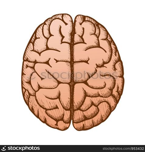 Head Organ Human Brain Top View Vintage Vector. Two Hemicerebrum Of Brain For Medical Anatomy Lessons. Cerebral Hemispheres Of Mind Organism Detail Designed In Retro Style Color Illustration. Head Organ Human Brain Top View Vintage Color Vector