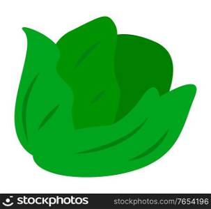 Headed cabbage isolated on white background. Fresh and organic cole from farm or market used for cooking meals like salad. Vegetarian ingredient colewort. Vector illustration of green vegetable. Vegetable Isolated, Green Cabbage or Colewort