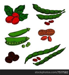 Healthful and nutritious peanuts, green pods and grains of sweet peas and common beans, fresh red fruits and roasted beans of coffee. Sketch symbols for food and drinks design usage. Peanuts, coffee, peas and beans sketches