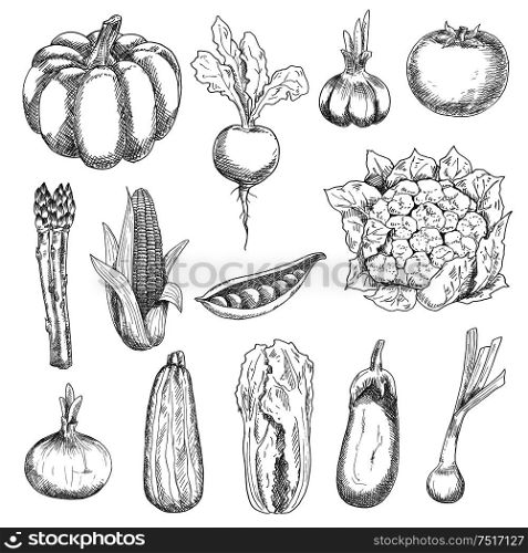 Healthful locally grown fresh corn cob, tomato, sweet peas, garlic, eggplant, pumpkin, zucchini, beetroot, onion, chinese cabbage, cauliflower, scallion and asparagus vegetables engraving stylized sketches. Agriculture harvest and organic farming design usage. Healthful fresh vegetables engraving sketches