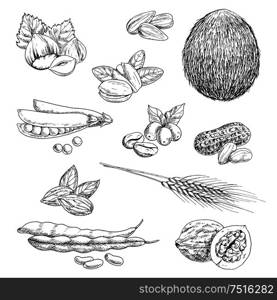 Healthful peanut and hazelnut, coffee beans and whole coconut, pistachios and almond, pea pod and walnut, beans and wheat ears, sunflower seeds. Sketch icons for healthy food and agriculture design. Nuts, beans, seeds and wheat sketches