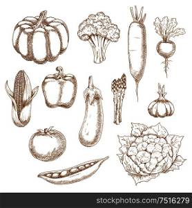 Healthful vegetables sketches with corn, bell pepper and tomato, eggplant and pea pod, broccoli and pumpkin, garlic and asparagus, beet and cauliflower, daikon. Agriculture, recipe book, menu design. Retro stylized sketches of ripe vegetables