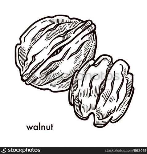 Healthy delicious walnut in hard shell and peeled. Useful nut full of vitamins and minerals for brain and heart grown on tree isolated cartoon flat monochrome vector illustration on white background.. Healthy delicious walnut in hard shell and peeled