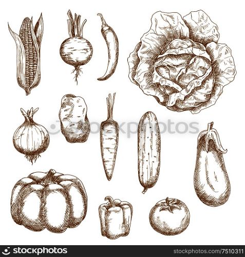 Healthy farm vegetables with corn, cabbage, beet, chili pepper, pumpkin, potato, pepper, carrot eggplant cucumber onion carrot and tomato. Retro sketch style. Isolated vegetables in retro sketched style