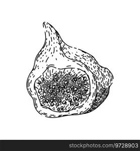 healthy fig hand drawn. natural organic, ingredient sweet, ripe juicy healthy fig vector sketch. isolated black illustration. healthy fig sketch hand drawn vector