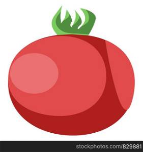 Healthy fresh red tomato vector or color illustration